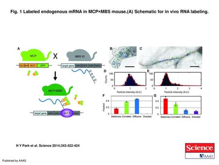 Fig. 1 Labeled endogenous mRNA in MCP×MBS mouse