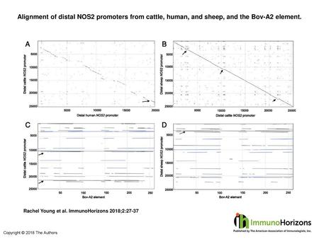 Alignment of distal NOS2 promoters from cattle, human, and sheep, and the Bov-A2 element. Alignment of distal NOS2 promoters from cattle, human, and sheep,