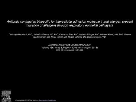 Antibody conjugates bispecific for intercellular adhesion molecule 1 and allergen prevent migration of allergens through respiratory epithelial cell layers 