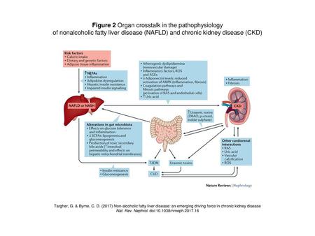 Figure 2 Organ crosstalk in the pathophysiology