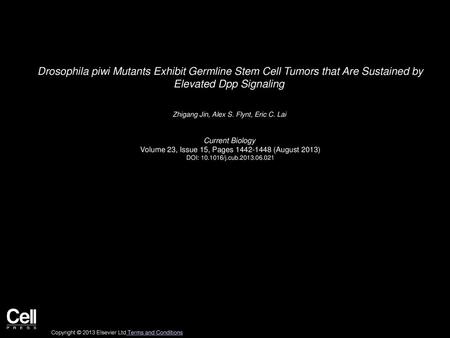 Drosophila piwi Mutants Exhibit Germline Stem Cell Tumors that Are Sustained by Elevated Dpp Signaling  Zhigang Jin, Alex S. Flynt, Eric C. Lai  Current.