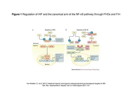 Nat. Rev. Gastroenterol. Hepatol. doi: /nrgastro