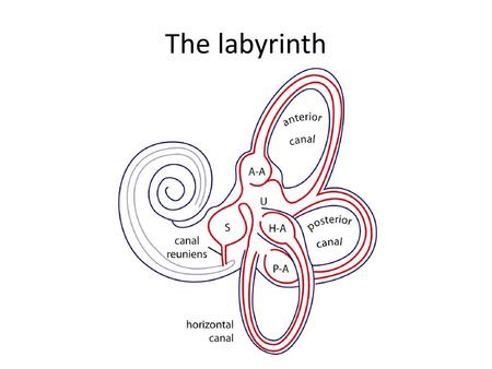 The labyrinth Figure 19-1. The membranous labyrinth, outlined in red, sits within the bony labyrinth (blue). The three semicircular canals form the most.