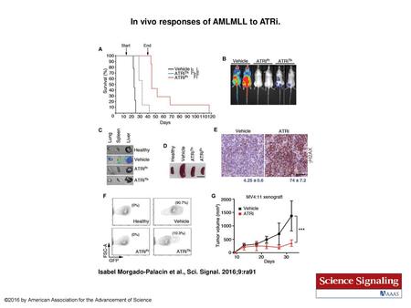 In vivo responses of AMLMLL to ATRi.