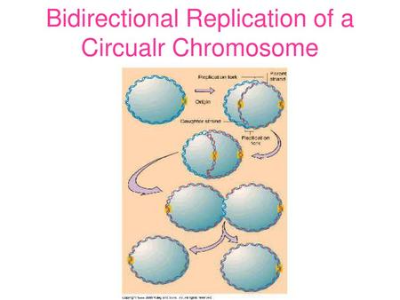 Bidirectional Replication of a Circualr Chromosome