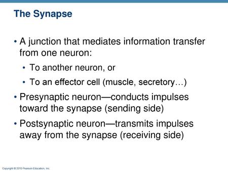 A junction that mediates information transfer from one neuron: