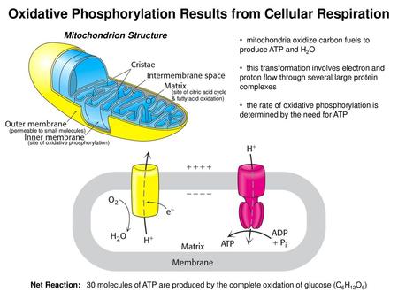 Oxidative Phosphorylation Results from Cellular Respiration