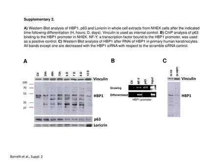 A B C Vinculin Vinculin HBP1 HBP1 p63 Loricrin Supplementary 2.