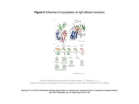 Figure 2 Influence of fucosylation on IgG effector functions