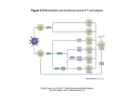 Figure 3 Differentiation and functional control of T-cell subsets