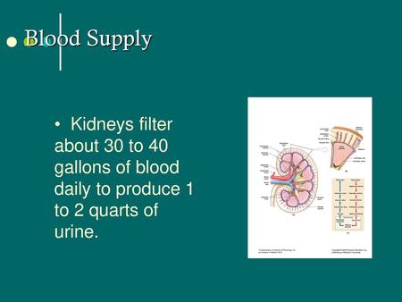 Blood Supply Kidneys filter about 30 to 40 gallons of blood daily to produce 1 to 2 quarts of urine.