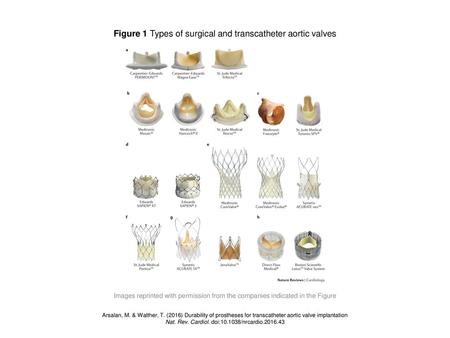 Figure 1 Types of surgical and transcatheter aortic valves