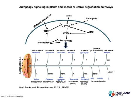 Autophagy signaling in plants and known selective degradation pathways