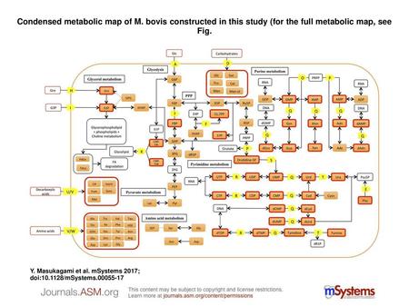 Condensed metabolic map of M