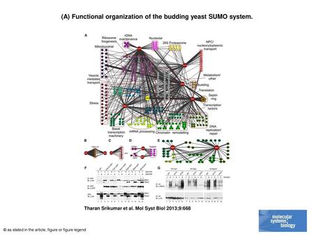 (A) Functional organization of the budding yeast SUMO system.