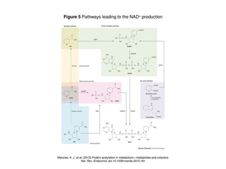 Figure 5 Pathways leading to the NAD+ production