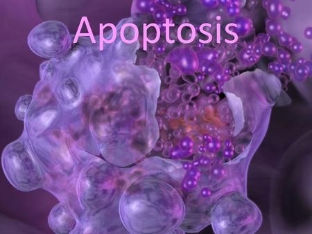 Apoptosis.