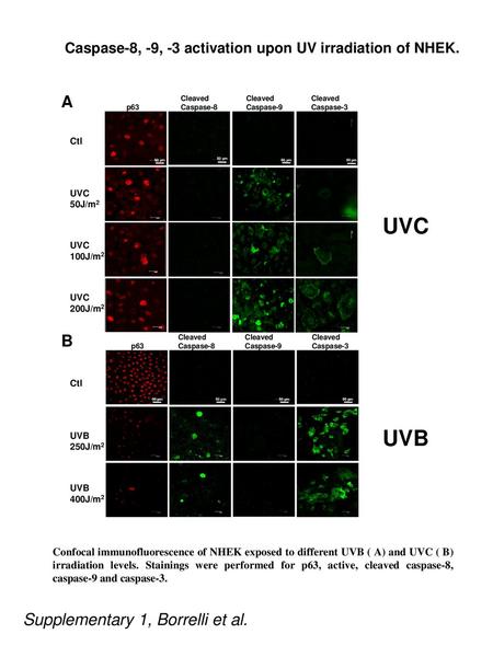 UVC UVB A B Supplementary 1, Borrelli et al.