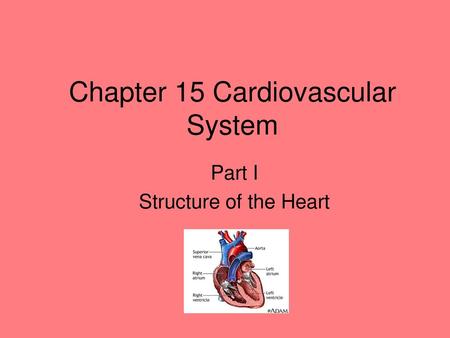 Chapter 15 Cardiovascular System