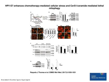 HPV‐E7 enhances chemotherapy‐mediated cellular stress and CerS1/ceramide‐mediated lethal mitophagy HPV‐E7 enhances chemotherapy‐mediated cellular stress.