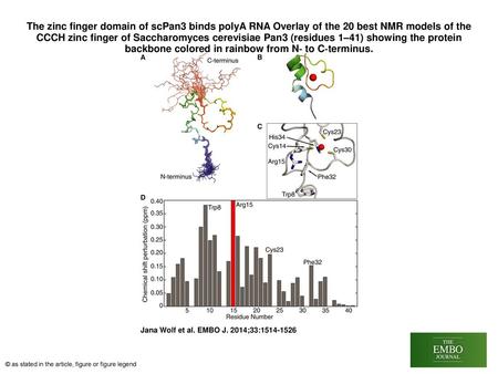 The zinc finger domain of scPan3 binds polyA RNA Overlay of the 20 best NMR models of the CCCH zinc finger of Saccharomyces cerevisiae Pan3 (residues 1–41)