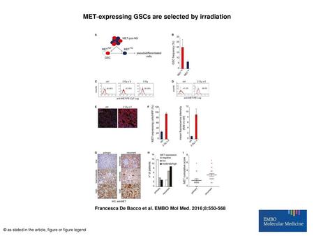 MET‐expressing GSCs are selected by irradiation