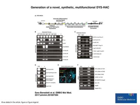 Generation of a novel, synthetic, multifunctional DYS‐HAC