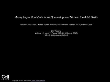 Macrophages Contribute to the Spermatogonial Niche in the Adult Testis