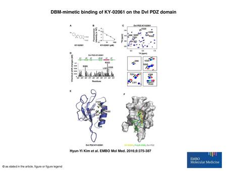 DBM‐mimetic binding of KY‐02061 on the Dvl PDZ domain