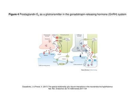 Nat. Rev. Endocrinol. doi: /nrendo