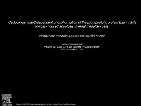 Cyclooxygenase-2-dependent phosphorylation of the pro-apoptotic protein Bad inhibits tonicity-induced apoptosis in renal medullary cells  Christoph Küper,