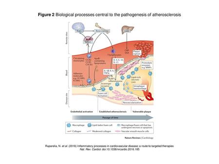 Nat. Rev. Cardiol. doi: /nrcardio