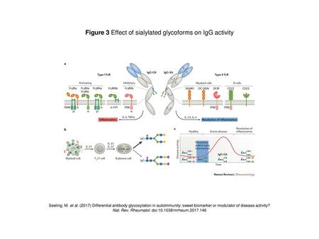 Figure 3 Effect of sialylated glycoforms on IgG activity