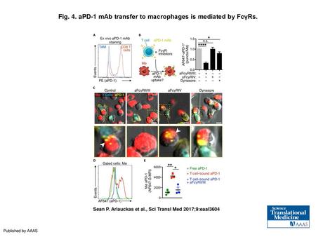 Fig. 4. aPD-1 mAb transfer to macrophages is mediated by FcγRs.