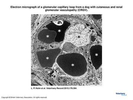 Electron micrograph of a glomerular capillary loop from a dog with cutaneous and renal glomerular vasculopathy (CRGV). Electron micrograph of a glomerular.