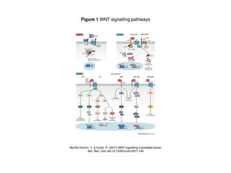 Figure 1 WNT signalling pathways