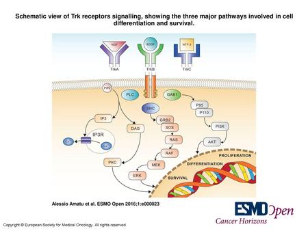 Schematic view of Trk receptors signalling, showing the three major pathways involved in cell differentiation and survival. Schematic view of Trk receptors.