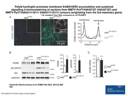 PolyQ‐huntingtin promotes membrane ErbB2/HER2 accumulation and sustained signalling.A.Immunostaining of sections from MMTV‐PyVT/HdhQ7/Q7 (HdhQ7/Q7) and.