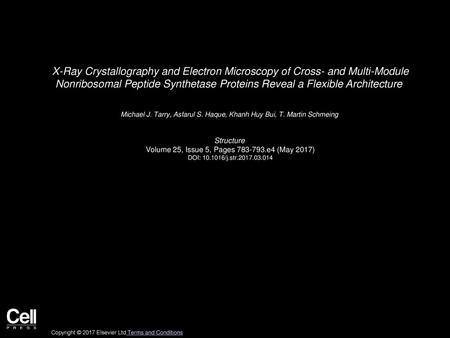 X-Ray Crystallography and Electron Microscopy of Cross- and Multi-Module Nonribosomal Peptide Synthetase Proteins Reveal a Flexible Architecture  Michael.