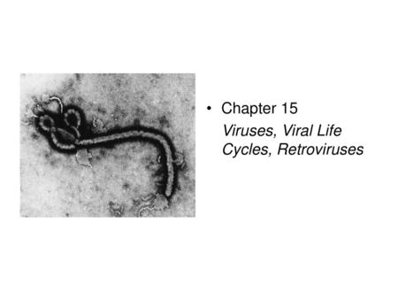 Chapter 15 Viruses, Viral Life Cycles, Retroviruses.