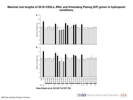 Maximal root lengths of 26 IK-CSSLs, IR64, and Kinandang Patong (KP) grown in hydroponic conditions. Maximal root lengths of 26 IK-CSSLs, IR64, and Kinandang.