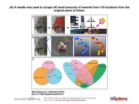 (A) A needle was used to scrape off small amounts of material from 110 locations from the original piece of lichen. (A) A needle was used to scrape off.