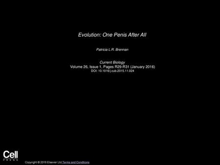 Evolution: One Penis After All