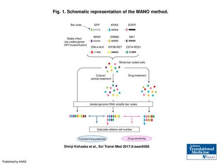 Fig. 1. Schematic representation of the MANO method.