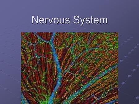 Nervous System.