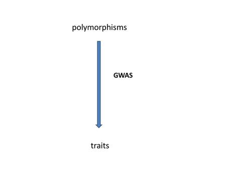 Polymorphisms GWAS traits.