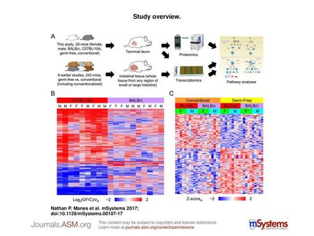 Study overview. Study overview. (A) Terminal ilea from conventional and GF mice were quantitatively compared to produce the ileum data set. Transcriptomics.