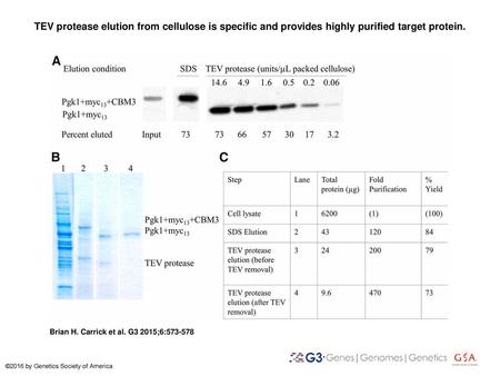 TEV protease elution from cellulose is specific and provides highly purified target protein. TEV protease elution from cellulose is specific and provides.