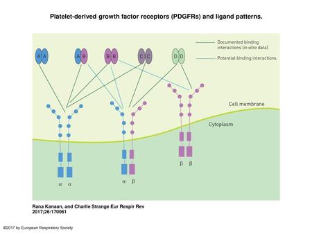 Platelet-derived growth factor receptors (PDGFRs) and ligand patterns.