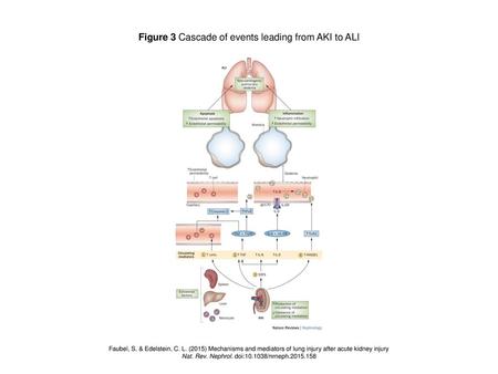 Figure 3 Cascade of events leading from AKI to ALI